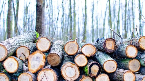 Timber Shortage Continues to Impact Australia's Construction Industry